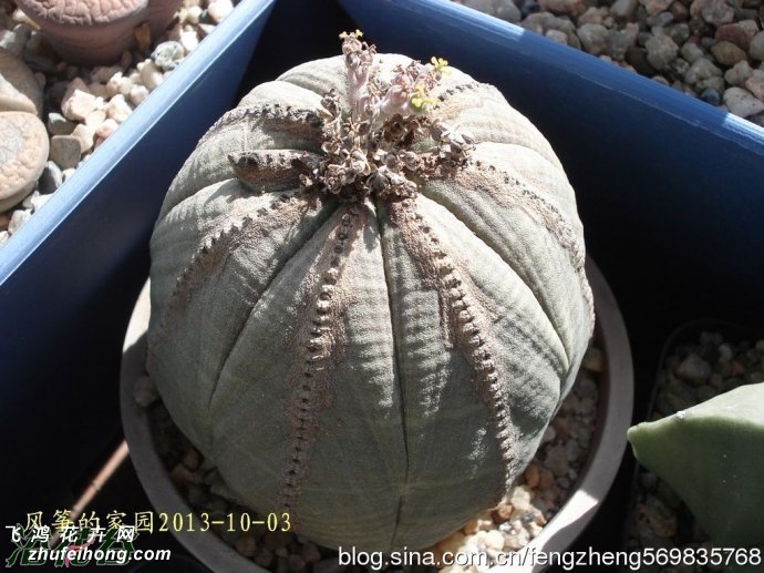 Euphorbia obesa)