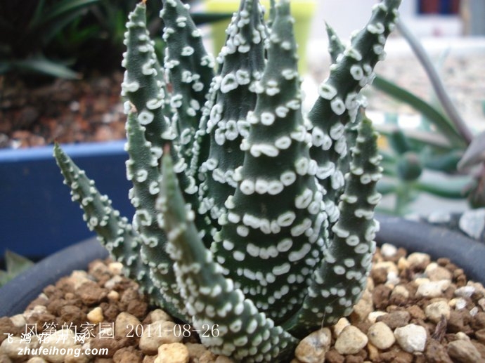 ƶHaworthia pumila