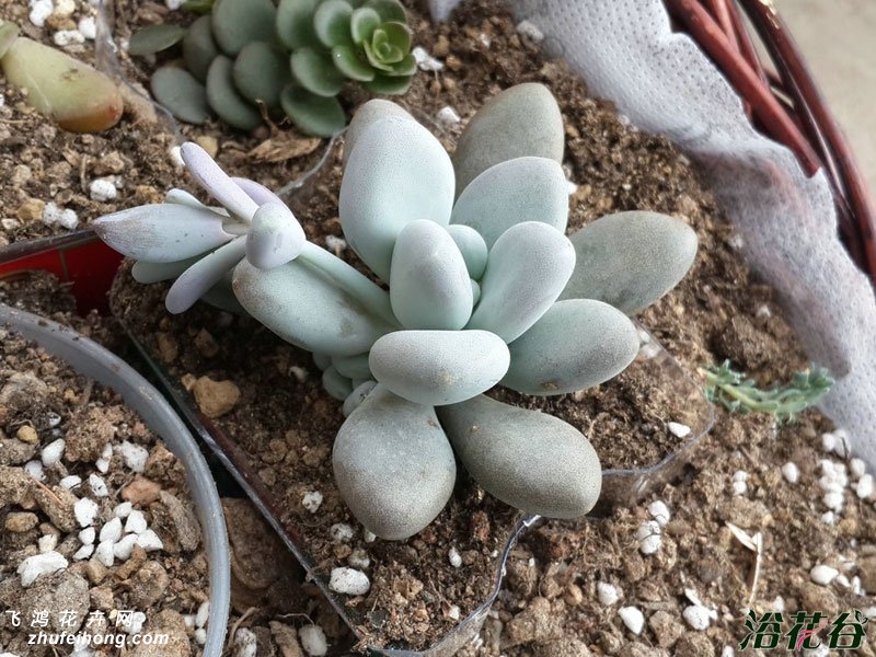 Pachyphytum oviferum