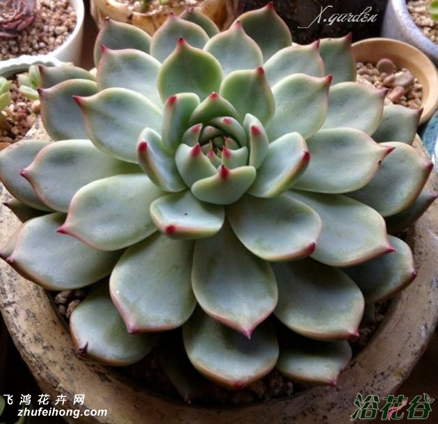 Echeveria colorata