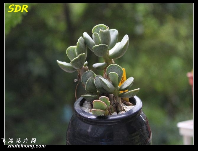 Adromischus cooperi `Tenkinshou`