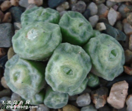 conophytum angelicae