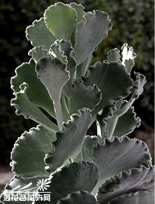 Cotyledon undulata