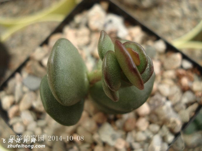 ԲҶAdromischus subdistichus