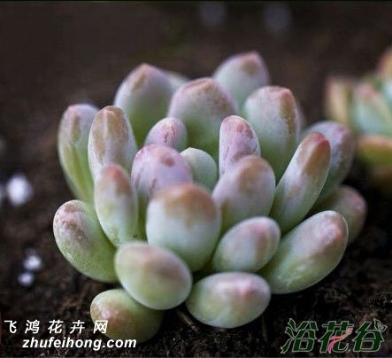 Pachyphytum oviferum var