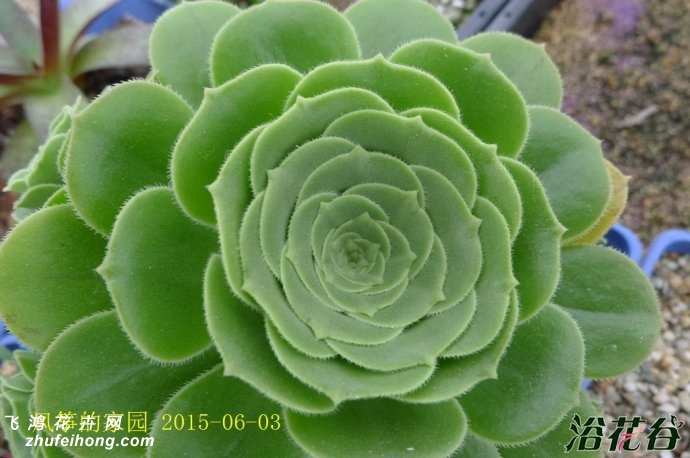 ̷ʦAeonium arboreum cv.