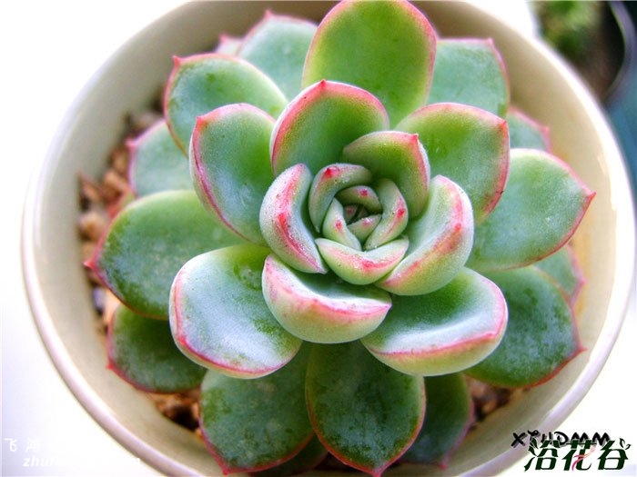 Ӱ Echeveria albicans