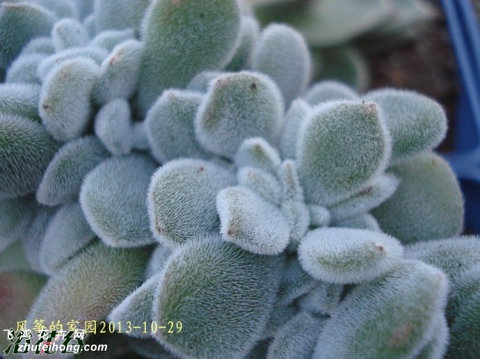 ѩ׺Echeveria Frosty Cristate