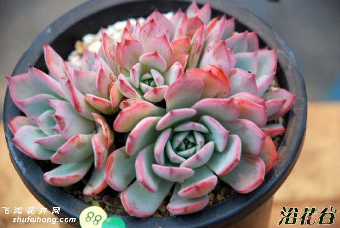 ˹Echeveria Laulensis