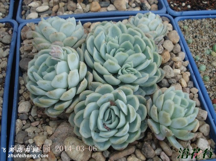 ÷Echeveria Rasberry ice