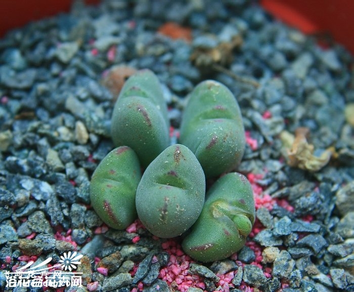 ڵConophytum luiseae