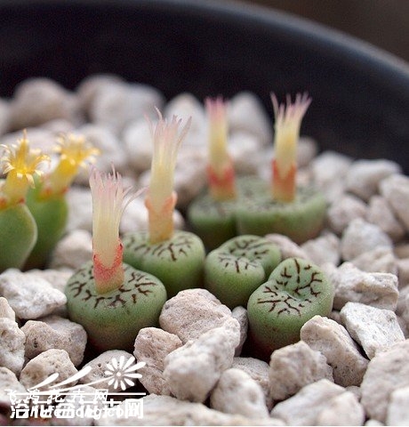 Conophytum minimum wittebergense