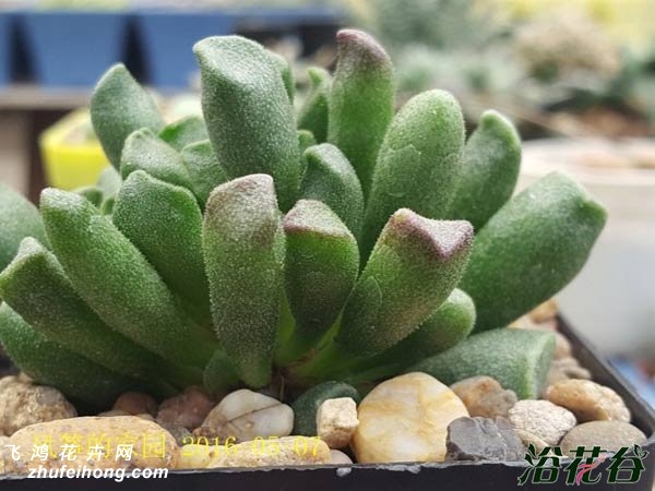 Adromischus cristatus V.shonlandii