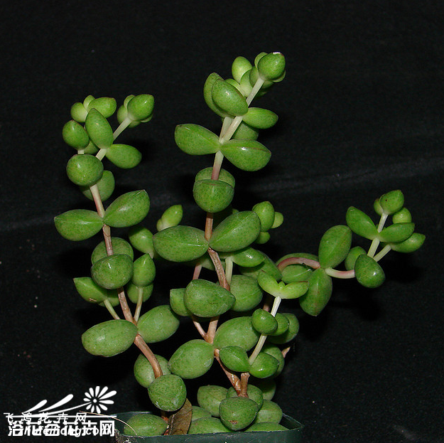 ŮCrassula brevifolia