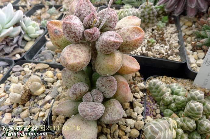 Adromischus marianae