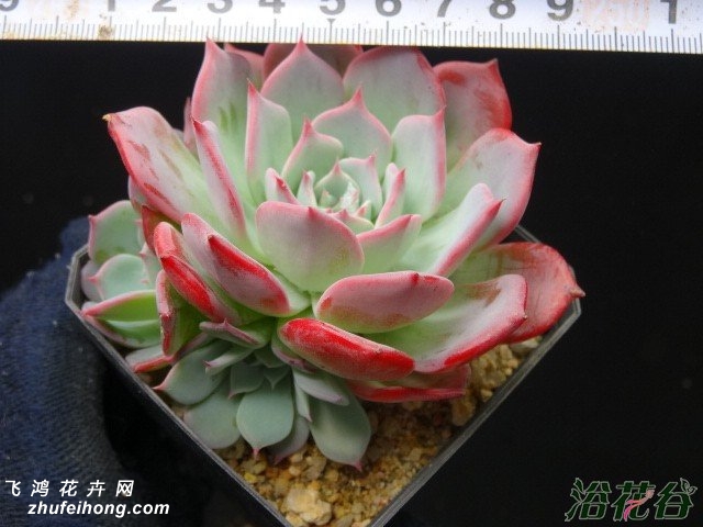 ˹Echeveria Laulensis