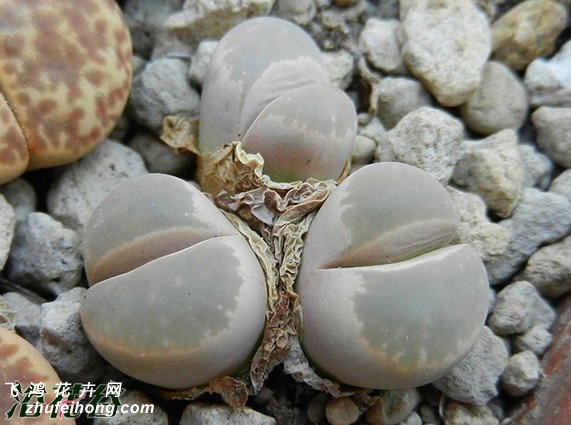  C081 Lithops optica