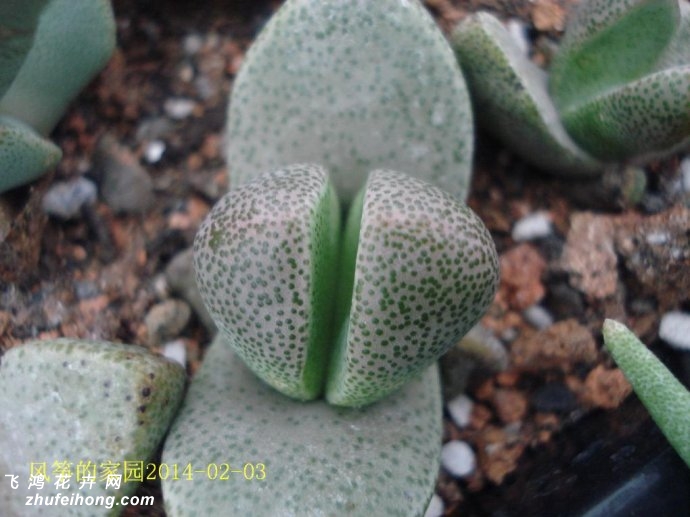 Pleiospilos simulans