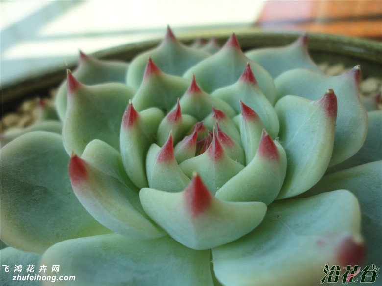 Echeveria lindsayana