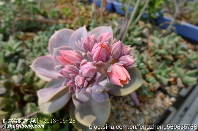 (Echeveria Perle von Nurnberg)