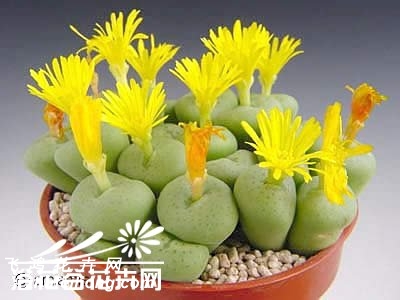 Conophytum flavum