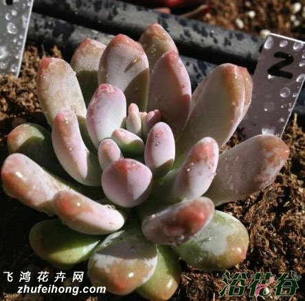 Pachyphytum oviferum var