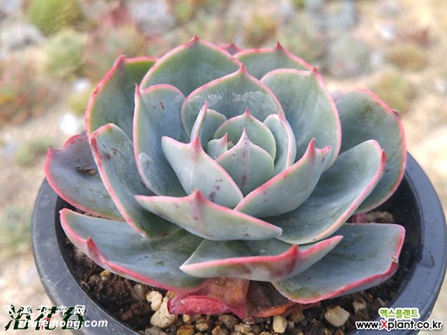 Echeveria Amistar