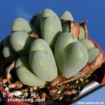  Conophytum velutinum