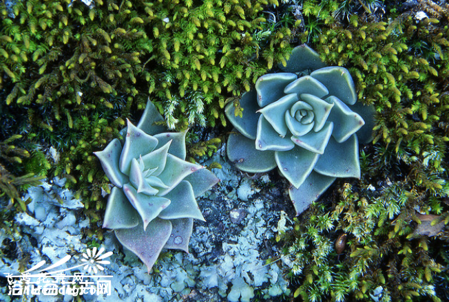 Graptopetalum bartramii