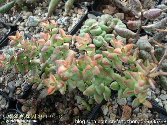 Ů(Crassula brevifolia)ͼƬ