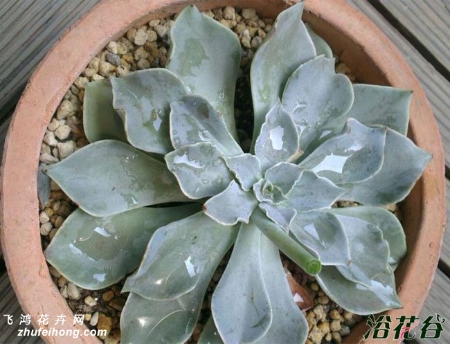 Echeveria White Prince