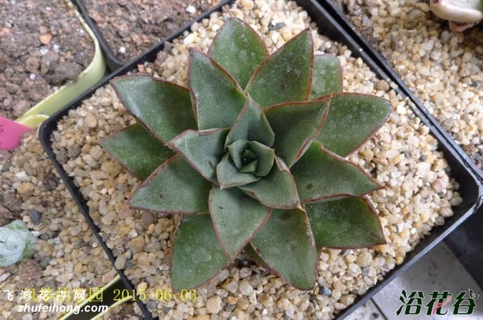 Echeveria Monocerotis