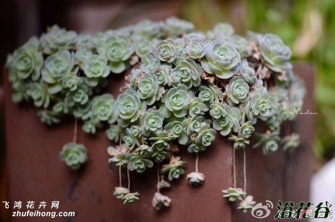 Orostachys furusei