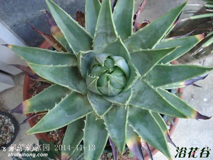 ת«Aloe polyphylla