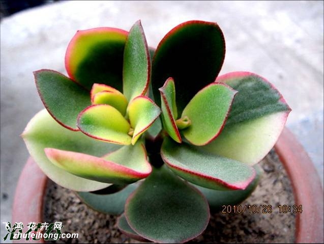 ƽ£Jade plant