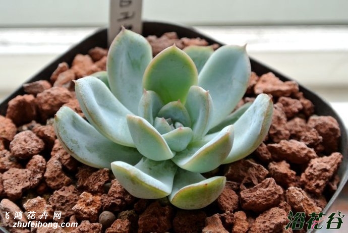 Ӱ Echeveria albicans