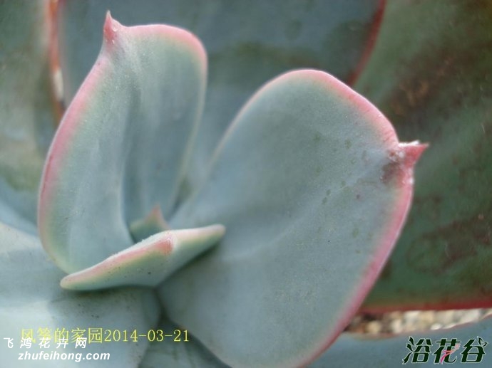 Echeveria gigantea