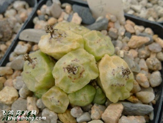 conophytum angelicae