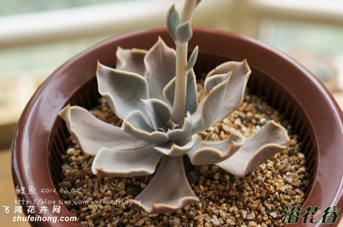 Echeveria White Prince