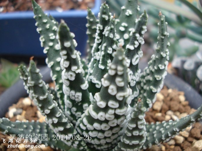 ƶHaworthia pumila