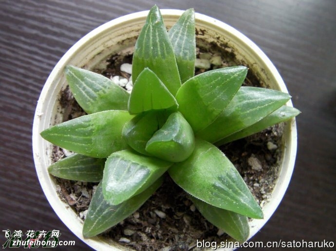 (Haworthia retusa)