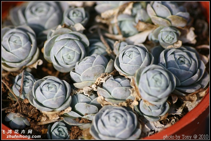 Orostachys furusei