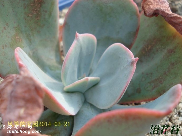 Echeveria gigantea