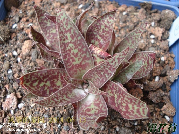 Crassula alba