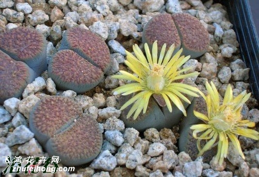  C095 Lithops verruculosa v. verruculosa (syn. inae)