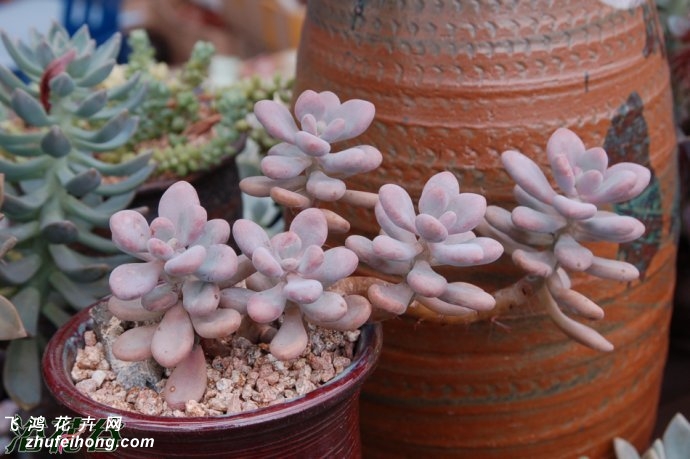 ֮Graptopetalum amethystinum