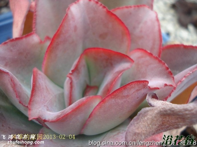 ҶEcheveria subrigida