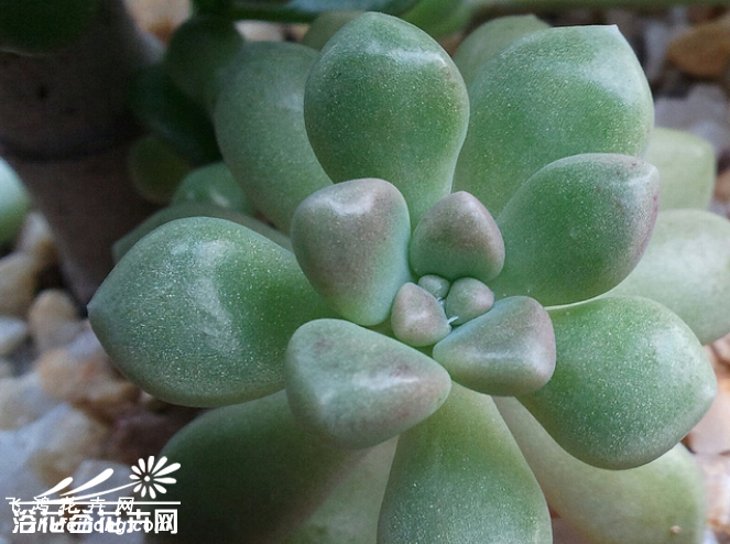 Graptopetalum mendozae