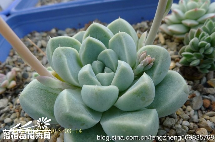 ҶӰ Echeveria elegans \ width=