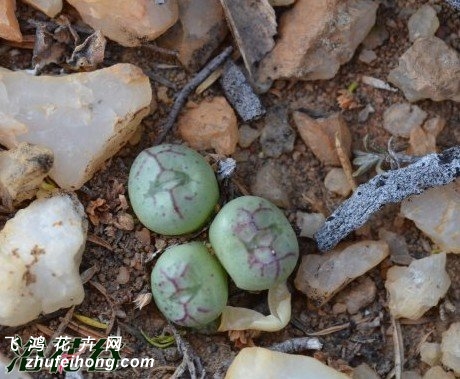 Conophytum violaciflorum